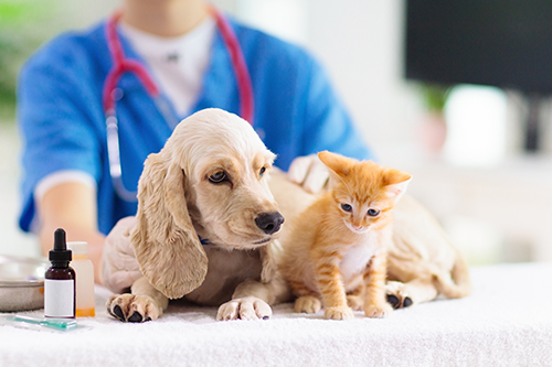 Veterinary Drug Products